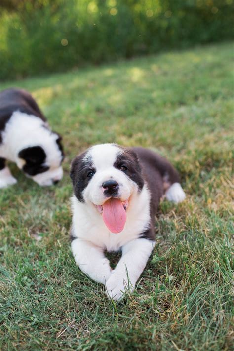 Central Asian Shepherd Puppies For Sale | Lenox, MI #213560