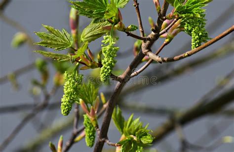 Ramas Con Flores Del Rbol De Acer Pseudoplatanus Foto De Archivo