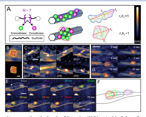 Figure From Mechanochemical Coupling Of Catalysis And Motion In A