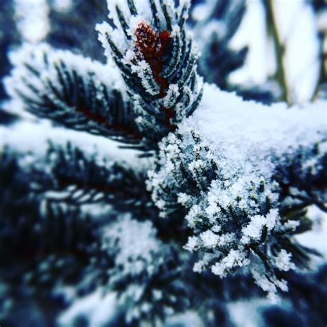 Premium Photo Close Up Of Snow Covered Plants