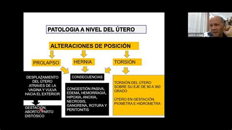 Anatom A Patol Gica Fcv Una Clase Ape Del Aparato Reproductor