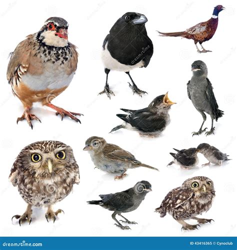 Group Of Wild Birds Stock Image Image Of Sparrow Legged 43416365