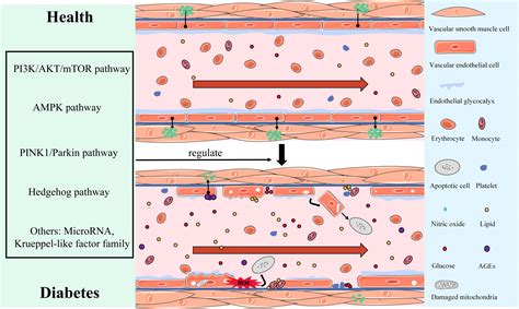 Frontiers Physiological And Pathological Characteristics Of Vascular