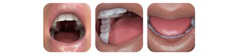 Introducing Real Oral Structure ROS Now Available On Selected Sex