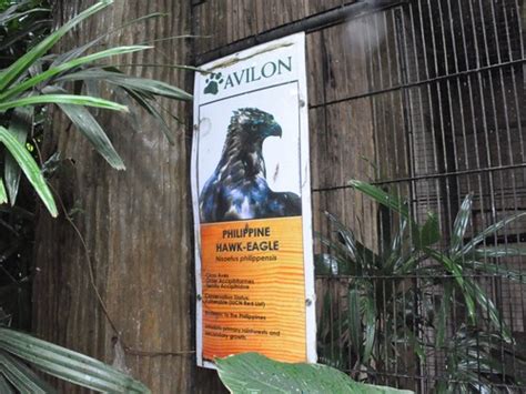 Avilon Zoo Signage By Category Animals Philippine Hawk Eagle