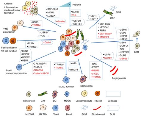 Roles Of Ubiquitination In The Crosstalk Between Tumors And The Tumor