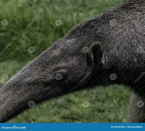 Anteater stock photo. Image of tail, strange, america - 95349394