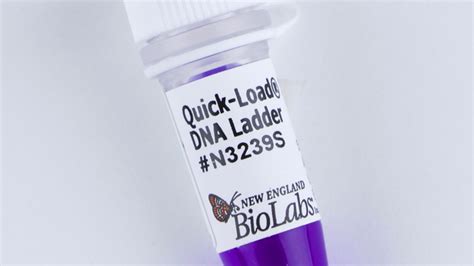 Longamp® Taq Dna Polymerase Neb