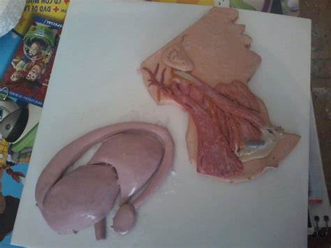 Maqueta De Anatomia Realizada En Plastilina Maquetas Escolares