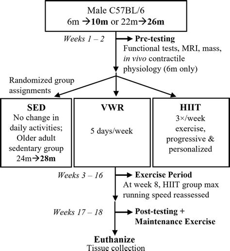 Frontiers Endurance Exercise Preserves Physical Function In Adult And