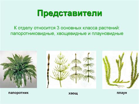 Отдел папоротникообразные - презентация онлайн