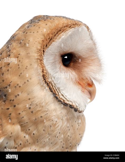 Side Profile Of Owl Hi Res Stock Photography And Images Alamy