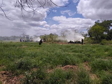 Opera O Erradica Mais De Mil P S De Maconha Cultivados Em Ilhas Do