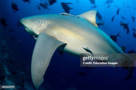 19 Ganges Shark Stock Photos, High-Res Pictures, and Images - Getty Images