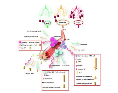 Schematic Representation Of The Protective Immunity Against COVID 19