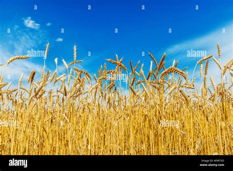 Golden Color Wheat In Field And Blue Sky Stock Photo Alamy