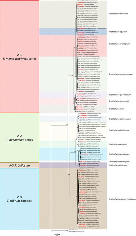 Maximum Likelihood Phylogenetic Tree Raxml V800 Based On Its And