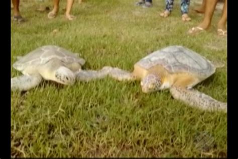 Tartaruga Marinha é Devolvida à Natureza Na Praia Do Abade Em Curuçá