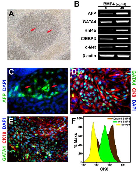 Hepatic Induction Of Wnt A Cm Low Activin A Derived Endoderm A