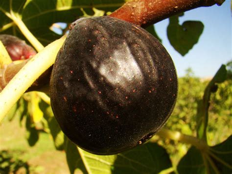 Ficus carica Ronde de Bordeaux – Black Fig - Jurassicplants Nurseries 