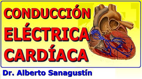 ¿cuál Es El Sistema De Conducción Del Corazón Acut Net