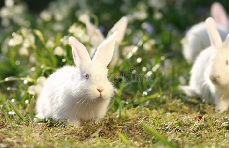 Snow White Rabbit Stock Photo Image Of Rabbit Herbivore 12863216