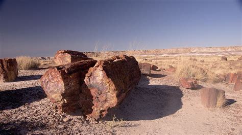 La Foresta Di Dunarobba Una Foresta Fossile Unica Al Mondo Initalia