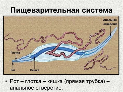 Белая планария - презентация онлайн