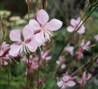 Rosa Prachtkerze Siskiyou Pink Gaura lindheimerii Artländer Pflanzenhof