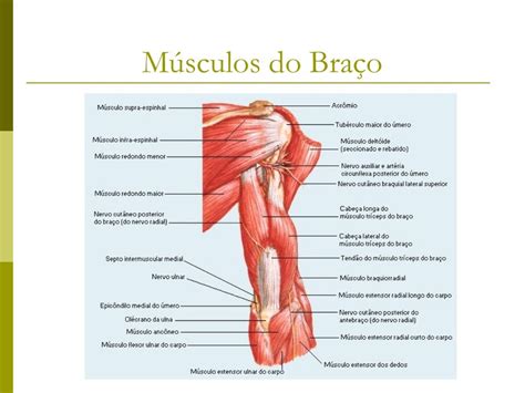 Membro Superiores Do Corpo Humano