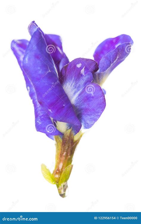 Flor Da Ervilha De Borboleta No Fundo Branco Foto De Stock Imagem De