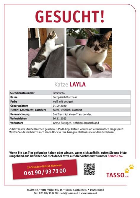 Vermisst Katze Layla seit 26 11 2023 Höfchen Solingen Tierheim Solingen