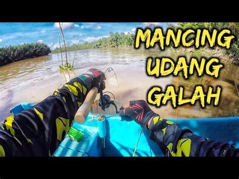 MANCING UDANG GALAH DI SUNGAI SUAI SARAWAK YouTube