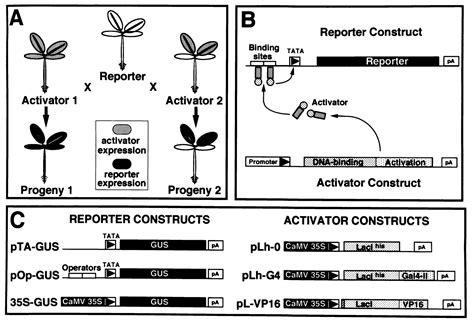 A Transcription Activation System For Regulated Gene Expression In