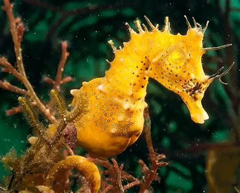 Seahorse Sea Dweller All About The Seahorse Other