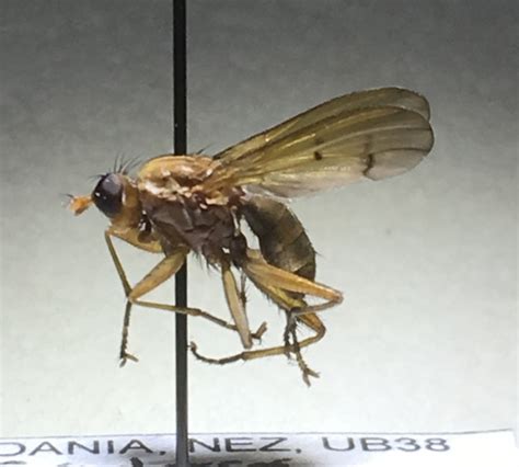 Tetanocera Robusta Inaturalist