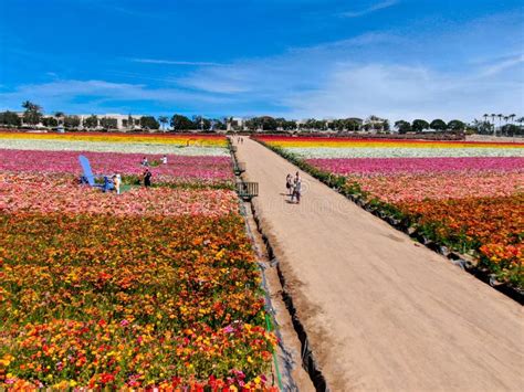 Aerial View of Carlsbad Flower Fields. Editorial Photo - Image of field, flora: 144705271