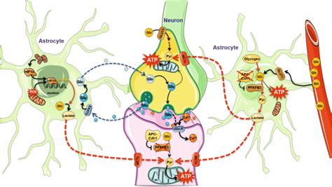 Neuron Astrocyte Metabolic And Bioenergetic Coupling Glucose Glc Download Scientific Diagram