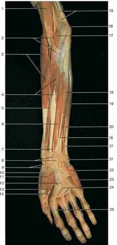 11 Cubital Fossa And Forearm Extensors Flashcards Quizlet