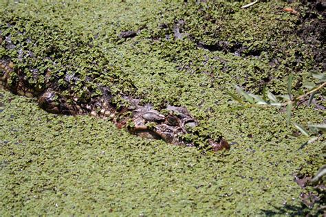 Yacar Overo Caiman Latirostris Ecoregistros