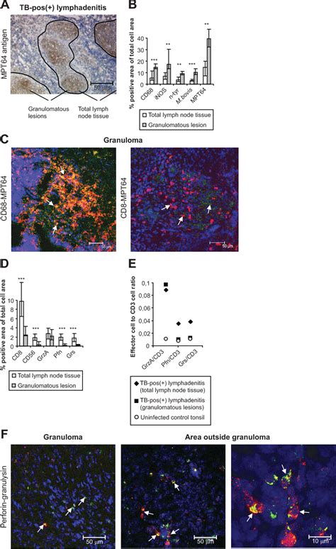 Figure 1 From Immunopathology And Infectious Diseases