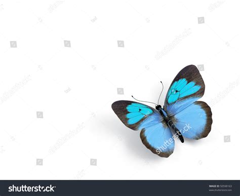 Butterfly 3d Render Illustration On White Background 50598163