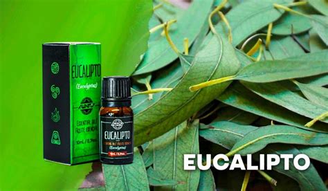 Aceite De Eucalipto Beneficios Y Usos