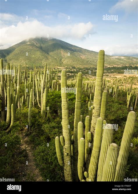 Paisaje De Cactus En Tehuacan Cuicatlan Reserva Puebla México