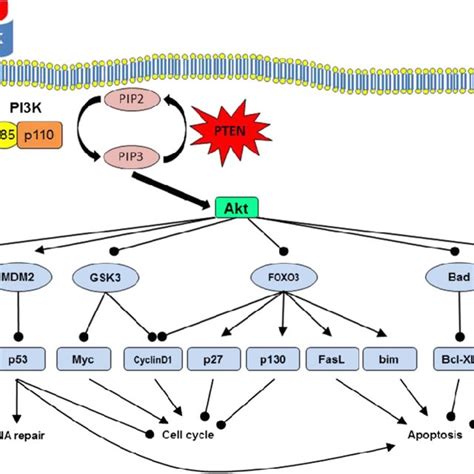 PDF Gene Of The Month PTEN