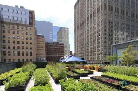 Agricultura Urbana Abundância e Sustentabilidade nas Cidades