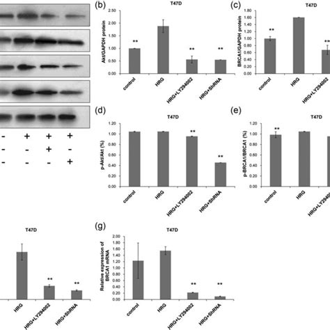 The Protein And Mrna Expression Of Akt And Brca In T D Cells Cell