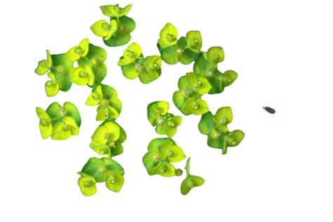 Euphorbia Flower Png Vector Psd And Clipart With Transparent