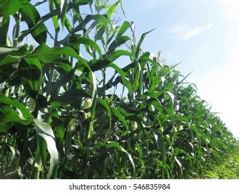 Unbelievable Health Benefits Green Chillies Stock Photo