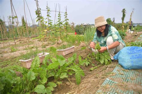 南海子再現稻花香，大興瀛海新添一處都市農業新景觀 新浪香港